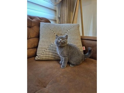 Oyuncu ayı surat british shorthair