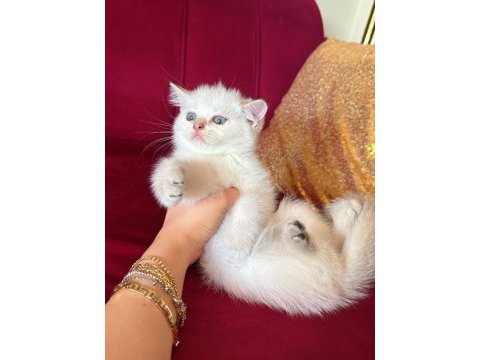 Safkan british shorthair golden point dişi