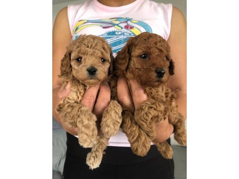 Show kalite tea cup kore poodle yavrularımız