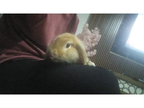 Teddy lop tavşanı