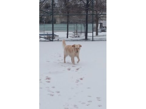 Çok sevecen dişi golden retriever