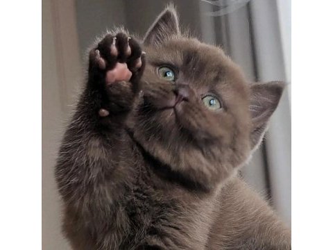 Bitter çikolata british shorthair 