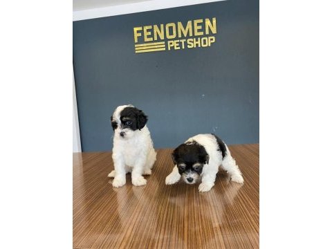 Morkie yavrular ankara mağazamızda canlı görün