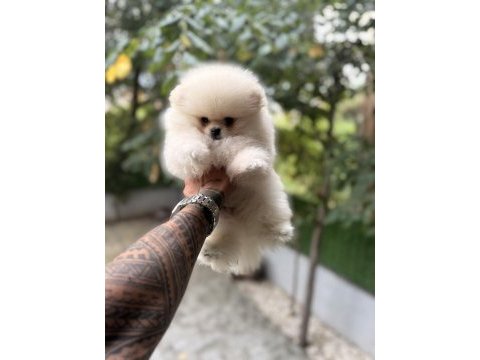 Villamızdan teddy bear pomeranian boo yavrularımız