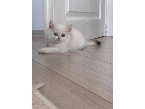 British longhair miniklerim