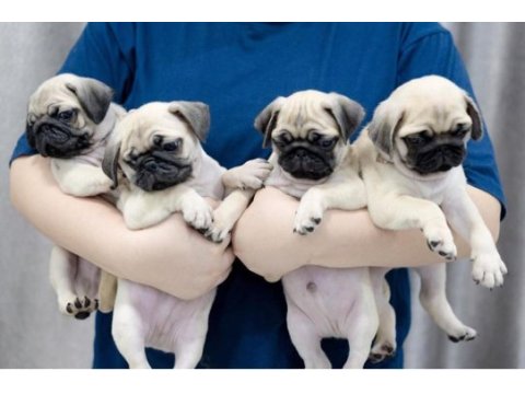 Dünya tatlısı pug yavruları