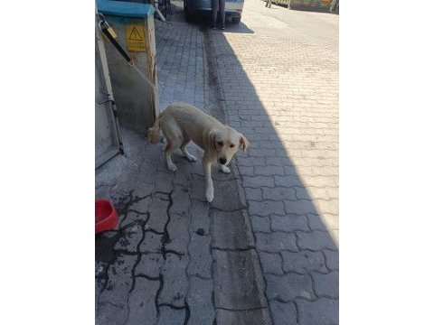 Köpeğe acil yuva arıyoruz sahiplendireceğiz