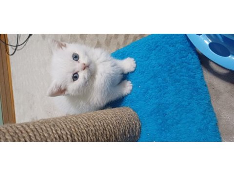 British shorthair yavrumuz