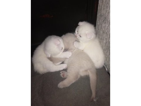 Yavrularımız yeni sahibini arıyor scottish fold