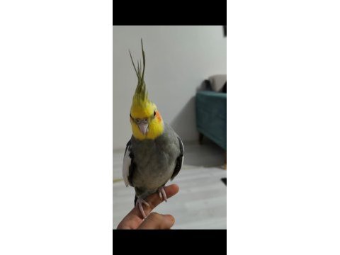 Acil satılık konuşan sultan papağanı