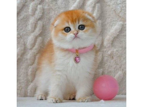 Şampiyon soyundan ny12 scottish fold shorthair