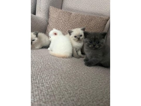 British shorthair bebekler