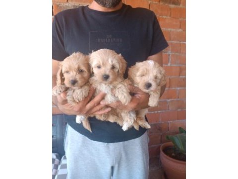 Maltipoo kalite yavrular ırk sağlık garantili