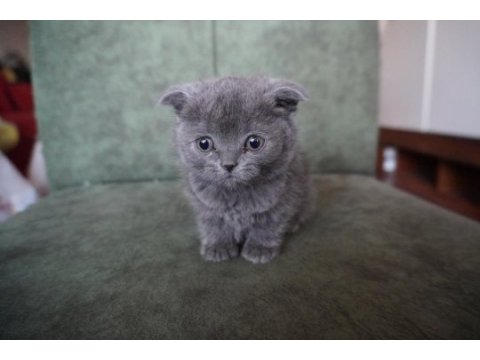 Safkan ve oyuncu scottish fold yavrularımız