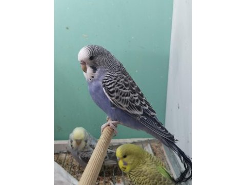 Yeni yeme düşmüş bebek muhabbetler jumbo çek ingiliz