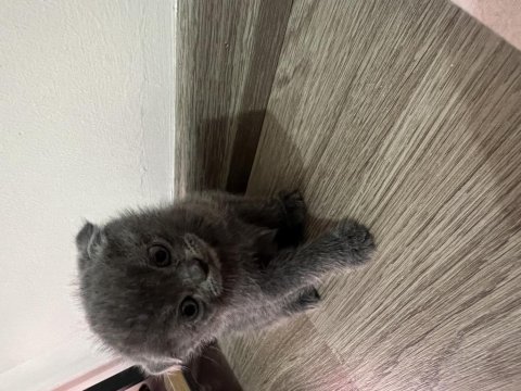 Scottish fold yavrumuz yuva arıyor