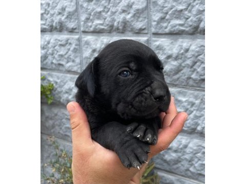 1.5 aylık bir o kadarda tatlı bi cane corso