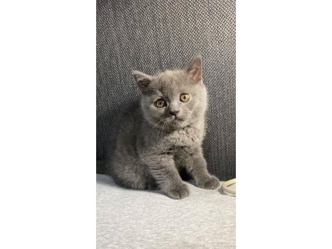 British shorthair blue erkek