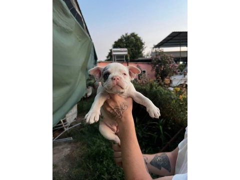 Güzel french bulldog yavrularımız
