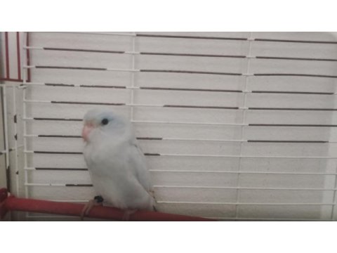 Forpus amerikan beyazı forpus papağanı