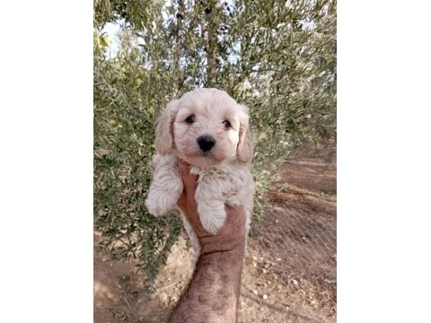 2.5 aylık maltipoo yavruma yuva arıyoruz