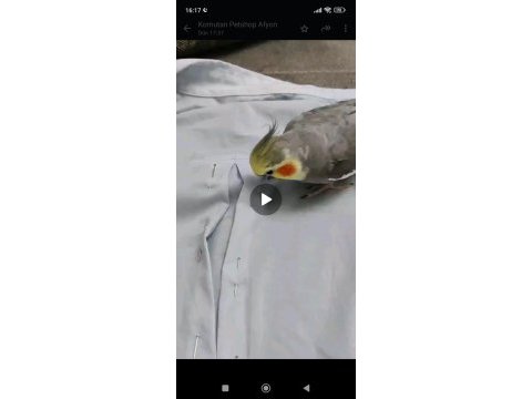 Konuşan evcil sultan papağanı