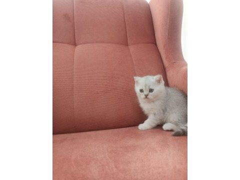 British shorthair ns11 silver point