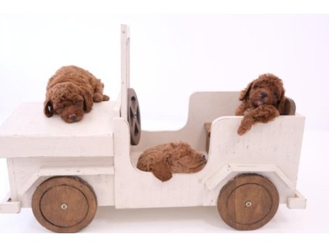 Toy poodle bebeklerimiz