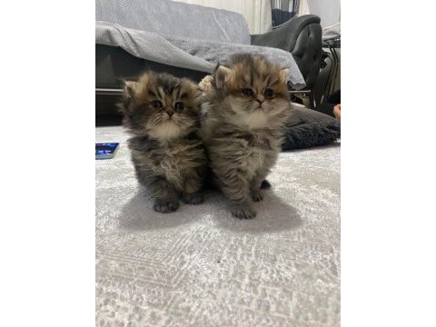 Anne iran , baba british shorthair golden