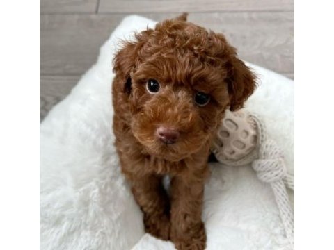 Bebek toy poodle