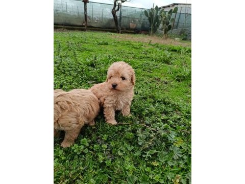 Poodle ayarında maltipoo yavrular