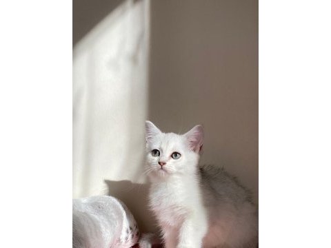 Sliver yavru kedim