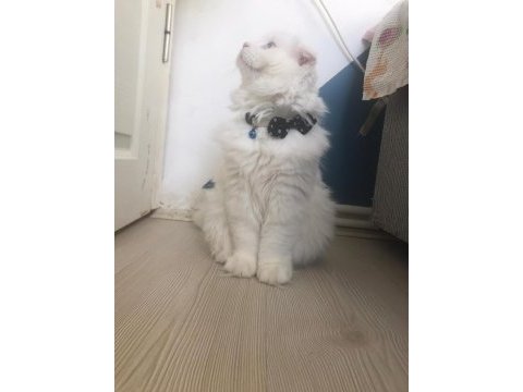 Scottish fold oğlumuz buluta eş arıyoruz