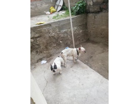 Hamile french bulldog 2 yaşında