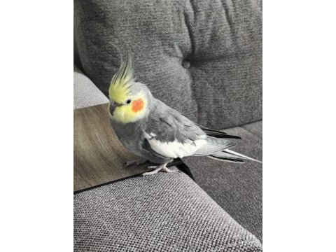 Konuşan evcil sultan papağanı