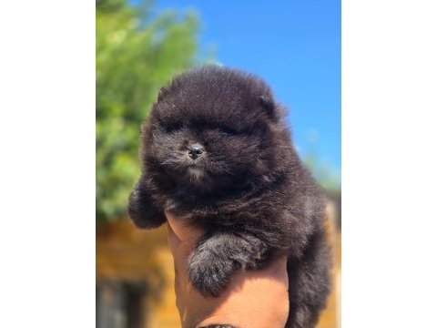Mükemmel kalite siyah pomeranian yavru