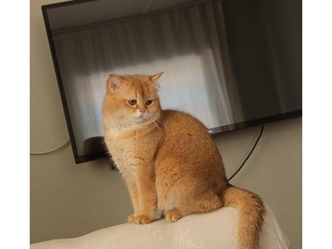British shorthair golden yavrusu