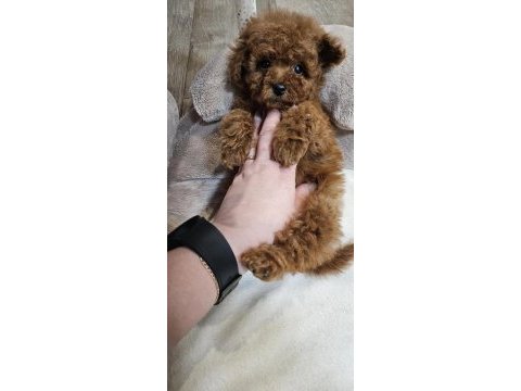 2 aylık toy poodle yavrular