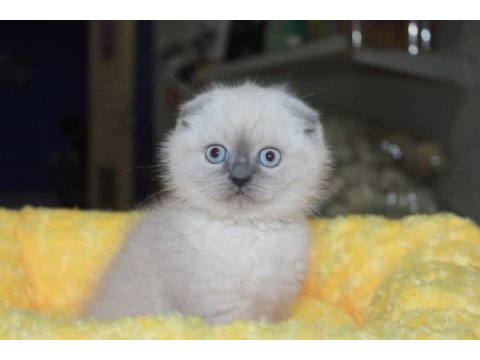 Scottish fold cinsi yavrumuz