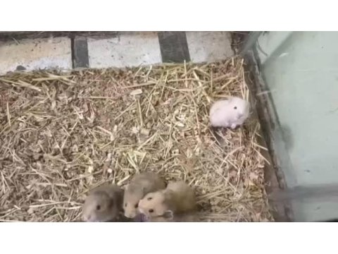 Uyguna hamster