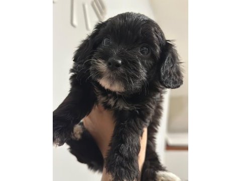 23 mayıs doğumlu maltipoo yavrularım