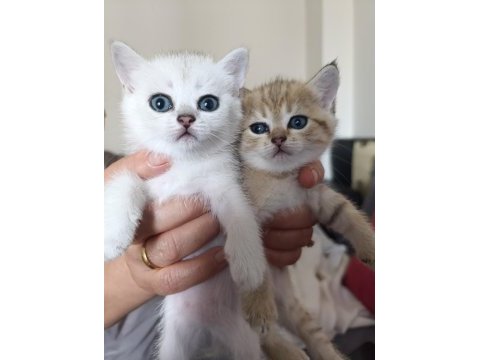 British shorthair silver golden bebekler