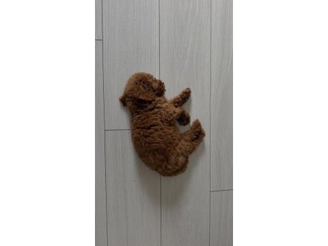 Erkek toy poodle yavru