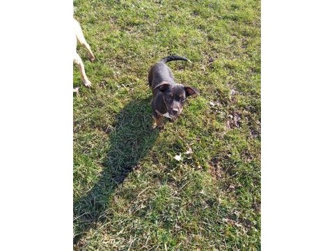 Rus pinscher kırması