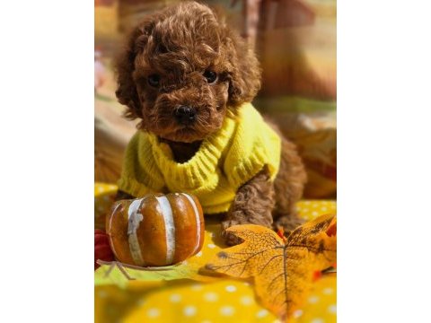 Aşılı veteriner kontrollü toy poodle yavrularımız 
