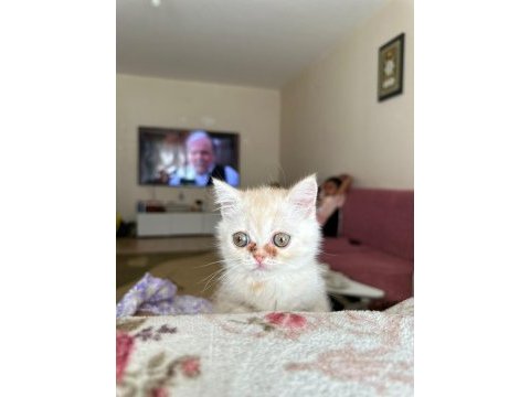 2.5 3 aylık british shorthair chinchilla yavrusu