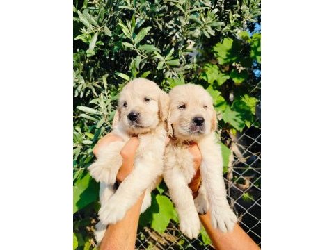 Baby face golden retriever yavruları