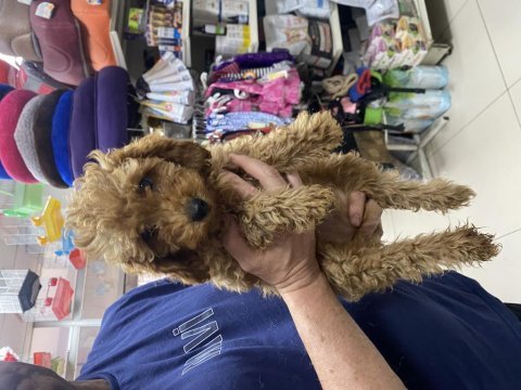 Dişi-erkek toy poodle yavrularımız 