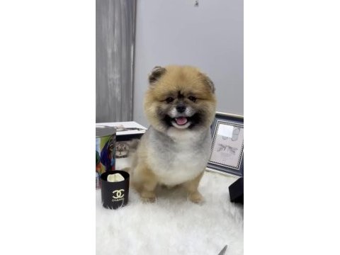 Sınıfının en iyisi pomeranian