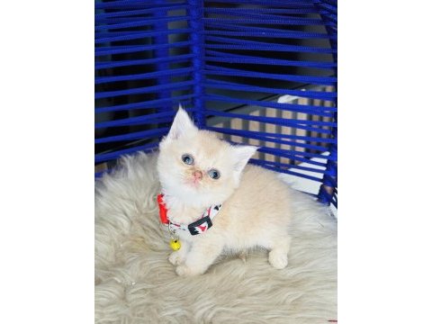 British shorthair krem rengi yavru